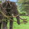 Ngorongoro Crater